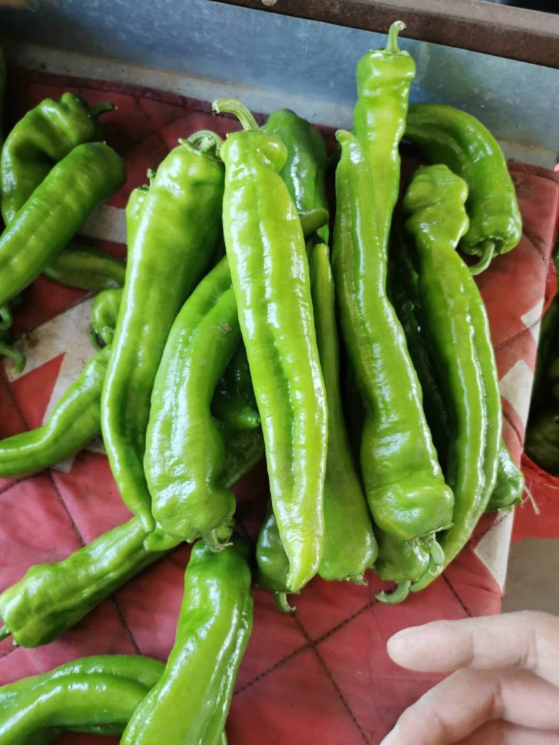 山西大同辣椒羊角牛角黄皮
