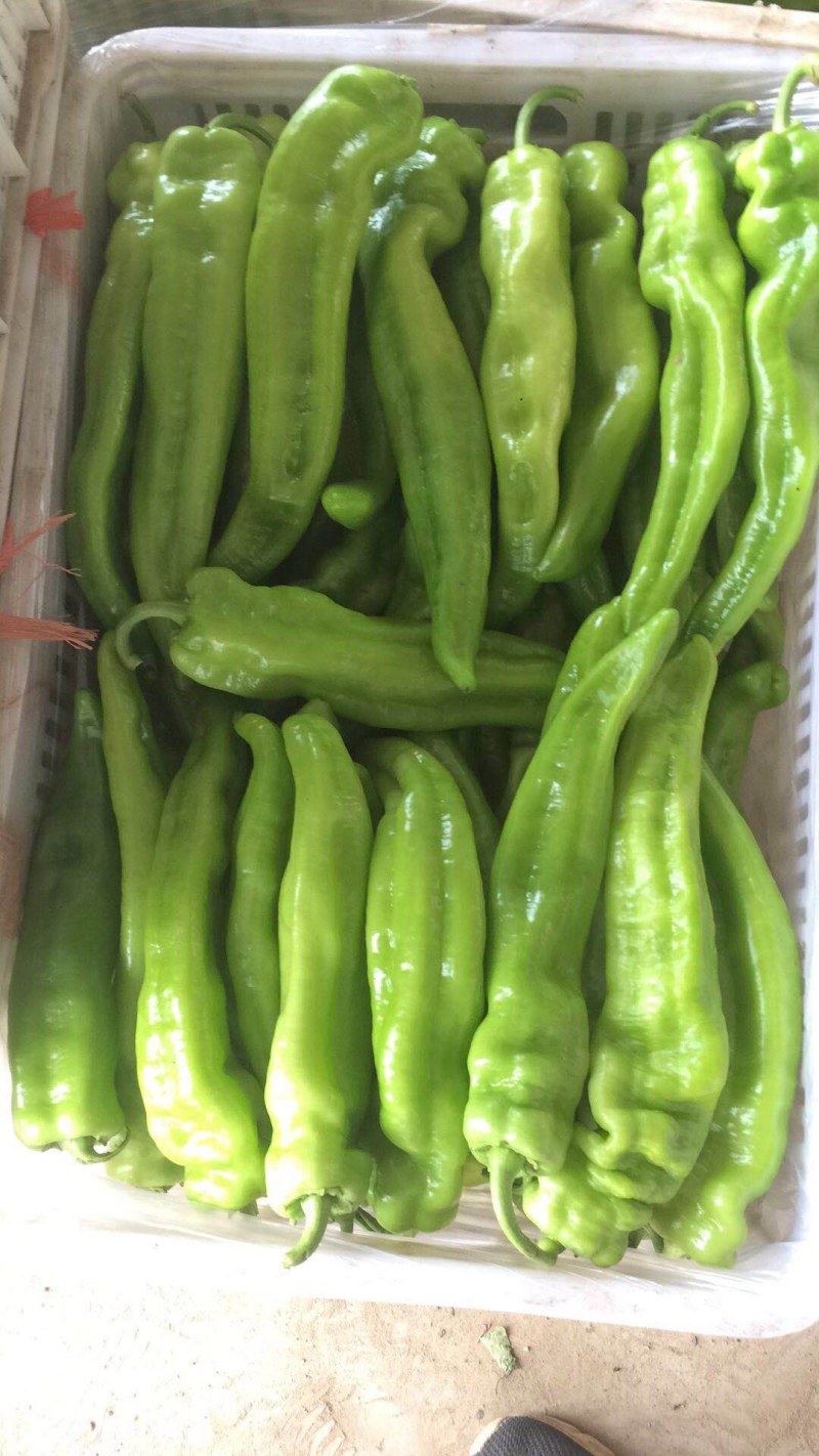 山西大同辣椒羊角牛角黄皮