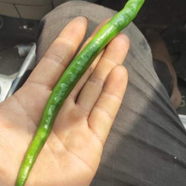 黄线，黑线，精品辣椒代办