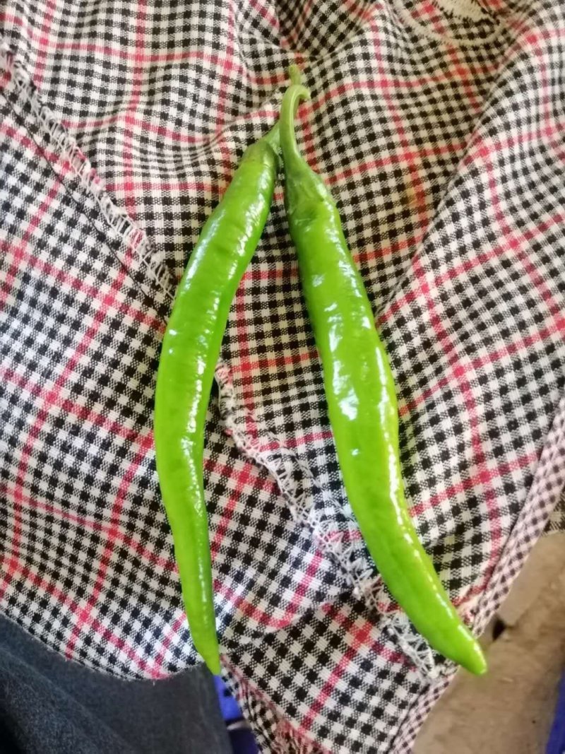 黄线，黑线，精品辣椒代办