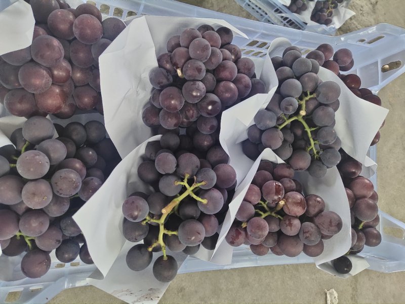 慈溪杭州湾海边沙土种植甜巨峰