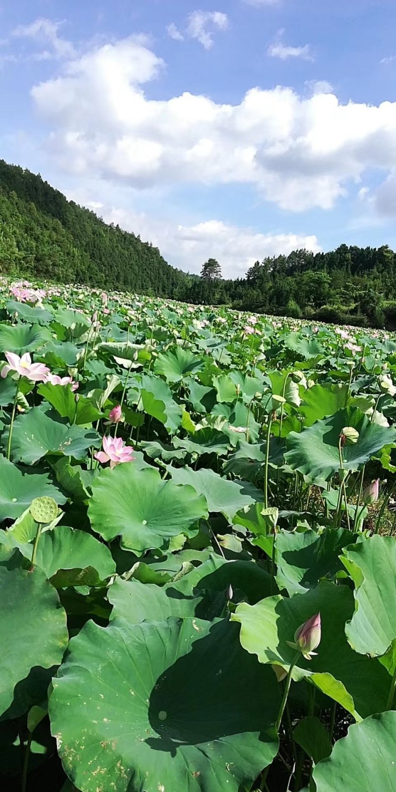 草莲