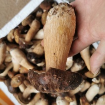 牛肝菌冻品美味牛肝白牛肝黄牛肝