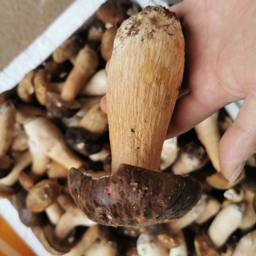 牛肝菌冻品美味牛肝白牛肝黄牛肝