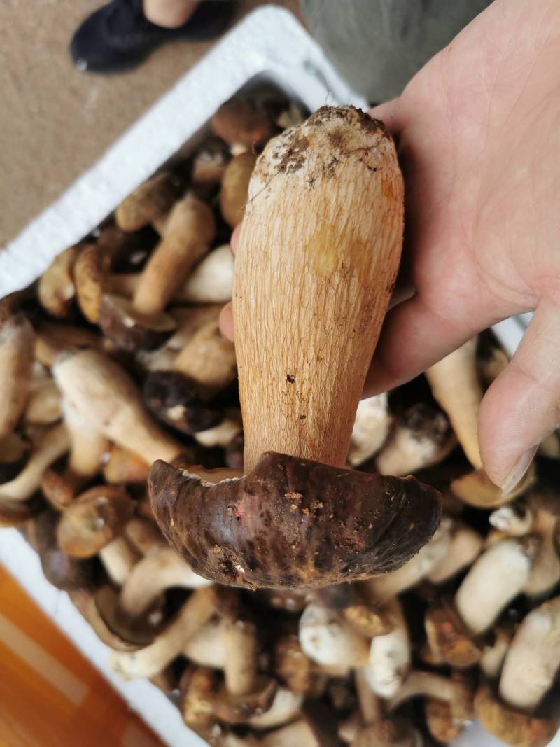 牛肝菌冻品美味牛肝白牛肝黄牛肝