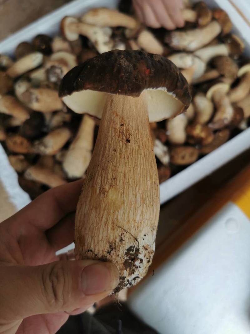 牛肝菌冻品美味牛肝白牛肝黄牛肝