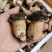 牛肝菌冻品美味牛肝白牛肝黄牛肝
