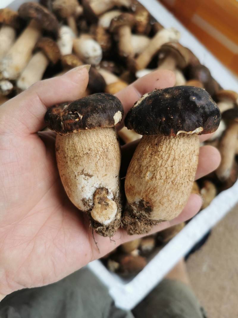 牛肝菌冻品美味牛肝白牛肝黄牛肝