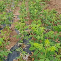 玫瑰花苗平阴食用重瓣玫瑰花苗丰花一号四季玫瑰紫枝玫瑰绿化