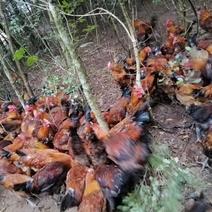 【荐】散养土鸡，6个月以上生长期，电商批发对接全国量大
