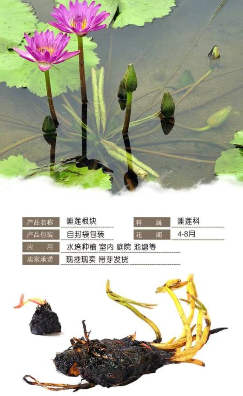 睡莲【一个包邮】根块带花苞带叶发货遇水开花好活易养