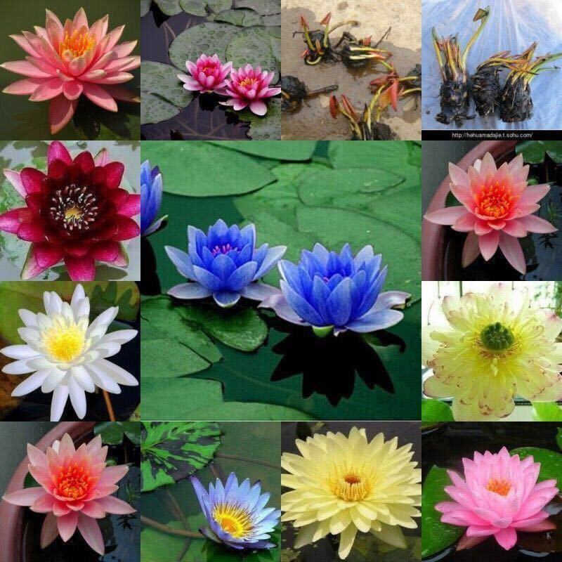 睡莲【一个包邮】根块带花苞带叶发货遇水开花好活易养