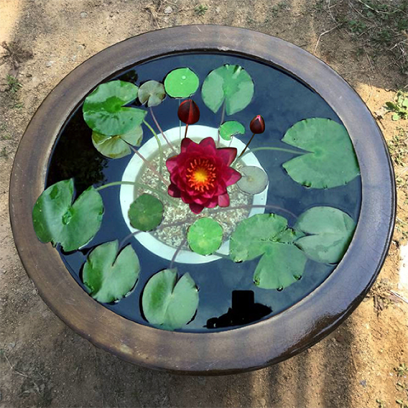 睡莲【一个包邮】根块带花苞带叶发货遇水开花好活易养