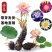 睡莲【一个包邮】根块带花苞带叶发货遇水开花好活易养