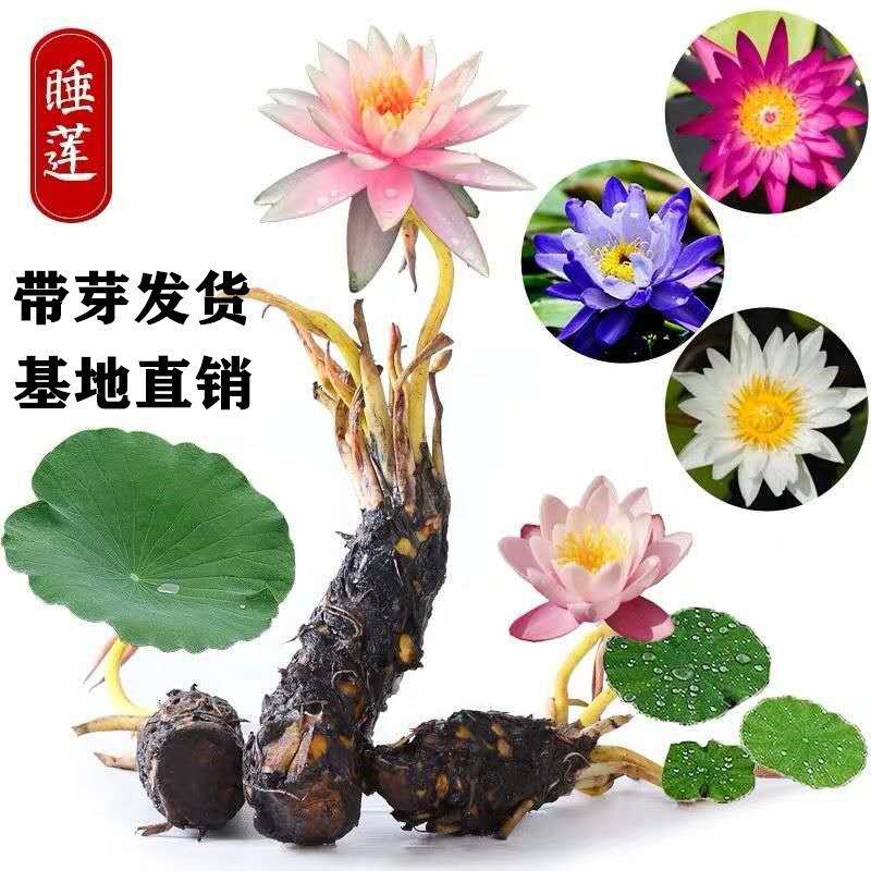 睡莲【一个包邮】根块带花苞带叶发货遇水开花好活易养