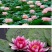 睡莲【一个包邮】根块带花苞带叶发货遇水开花好活易养