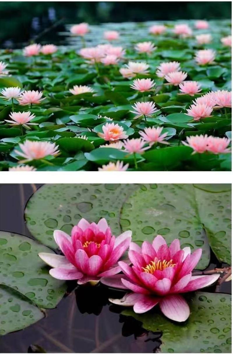 睡莲【一个包邮】根块带花苞带叶发货遇水开花好活易养