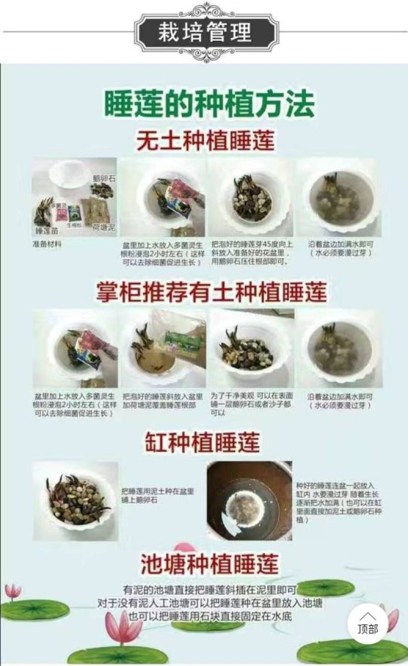 睡莲【一个包邮】根块带花苞带叶发货遇水开花好活易养