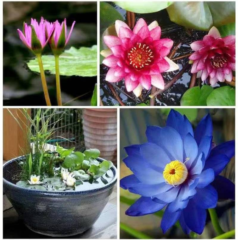 睡莲【一个包邮】根块带花苞带叶发货遇水开花好活易养