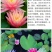 睡莲【一个包邮】根块带花苞带叶发货遇水开花好活易养