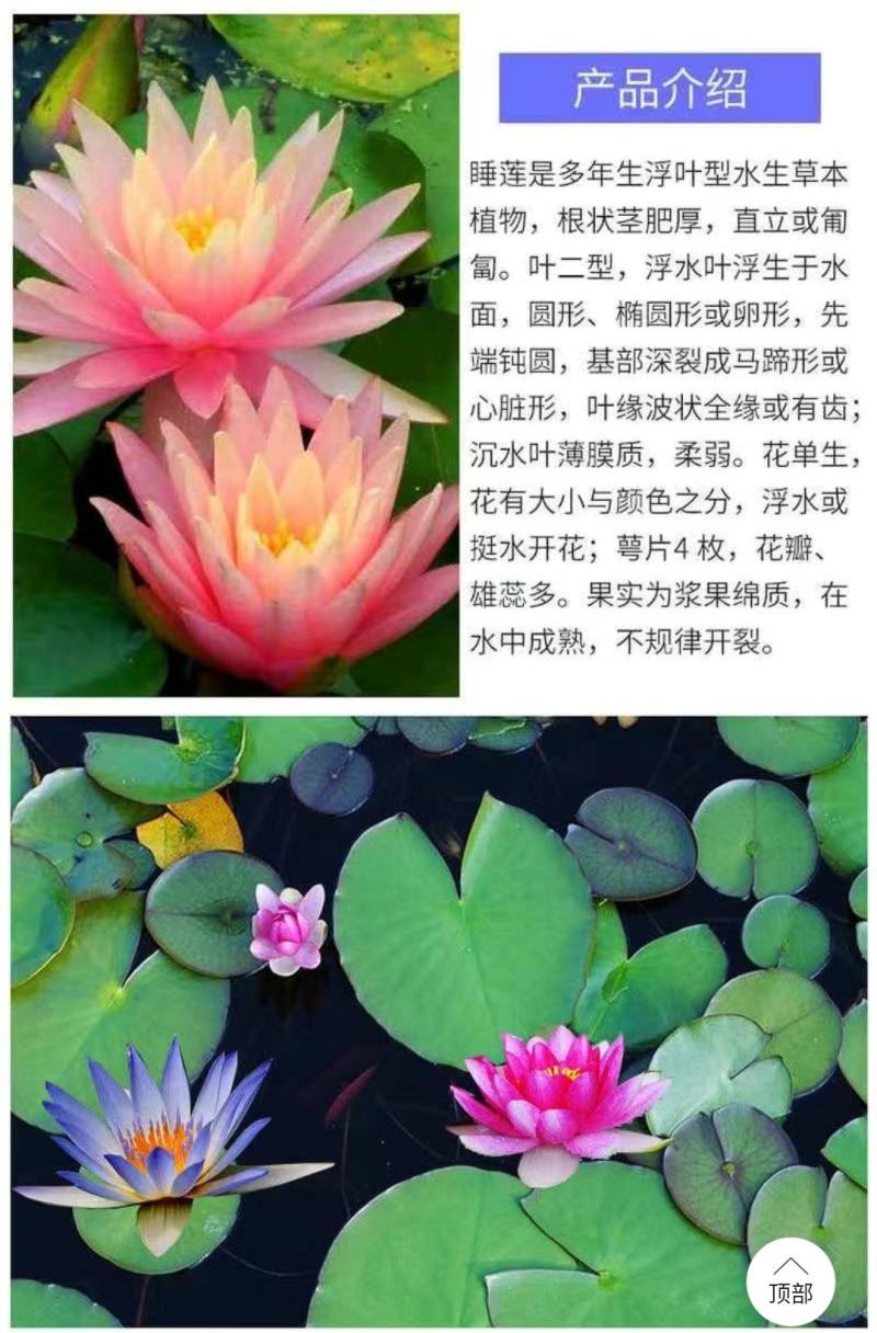 睡莲【一个包邮】根块带花苞带叶发货遇水开花好活易养