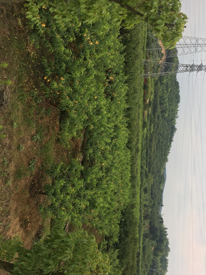 奉化水蜜桃湖景玉露上市