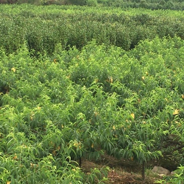奉化水蜜桃湖景玉露上市