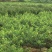 奉化水蜜桃湖景玉露上市