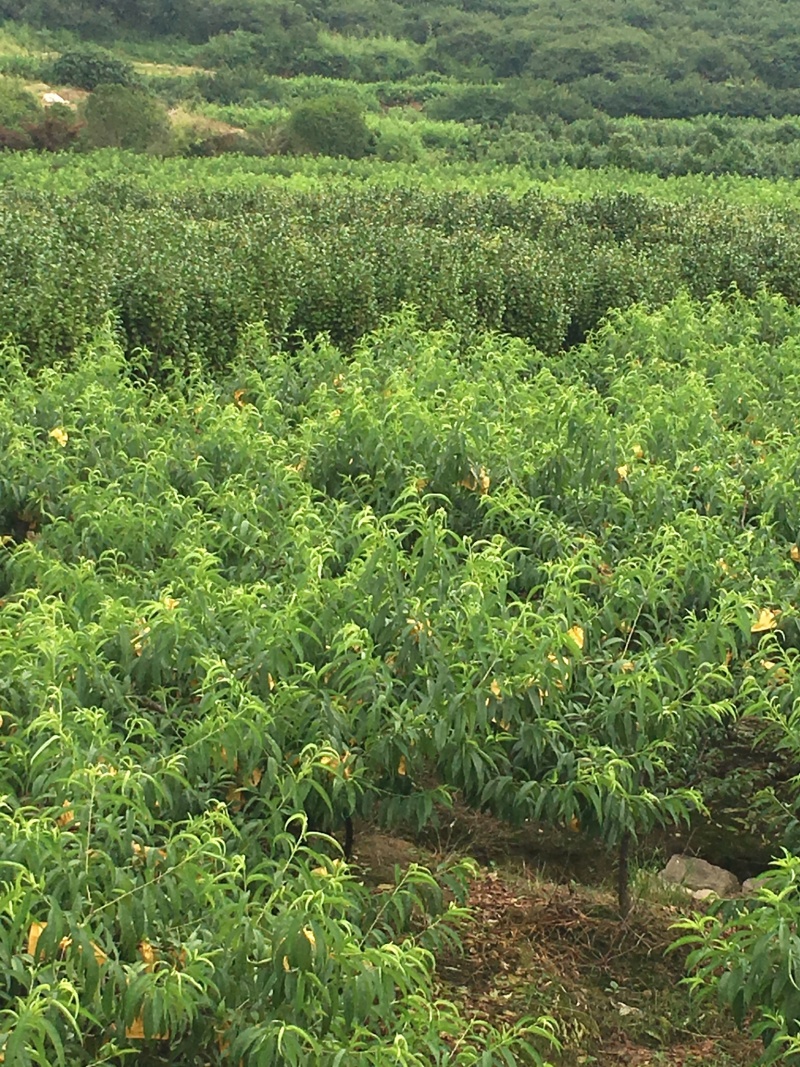 奉化水蜜桃湖景玉露上市
