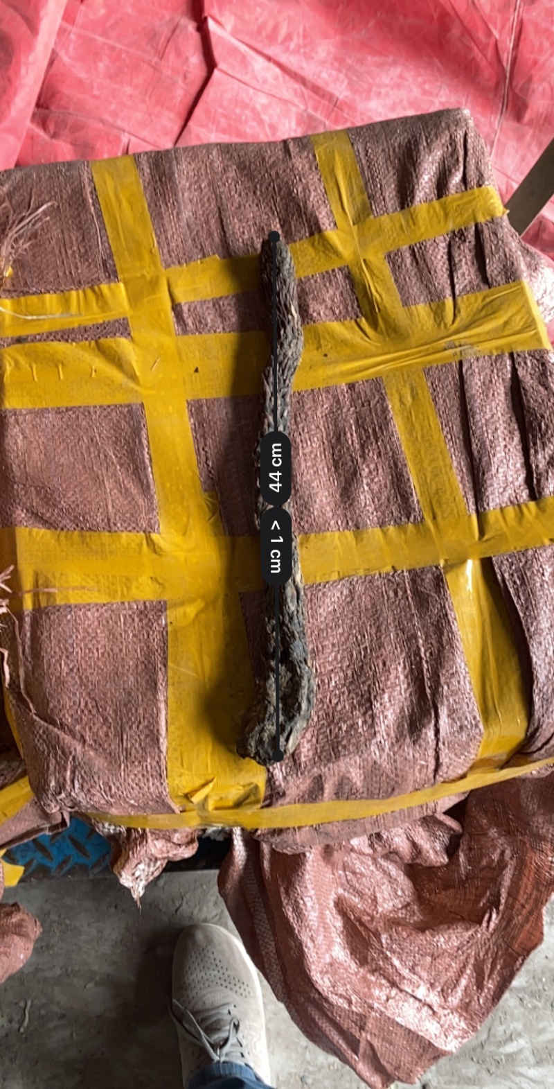 肉苁蓉产地直销批发价很便宜