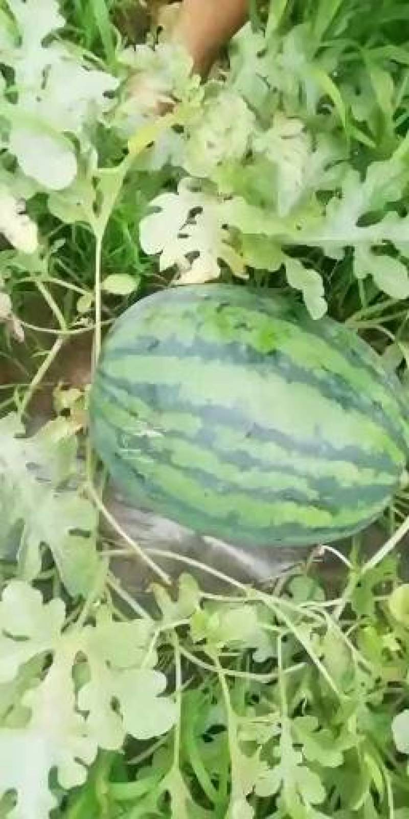 甜王西瓜保熟保甜价格合理，视频看货，诚信代办代发市场