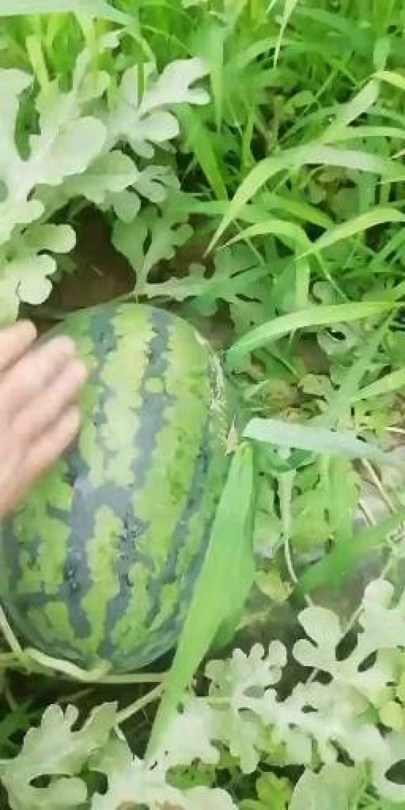 甜王西瓜保熟保甜价格合理，视频看货，诚信代办代发市场
