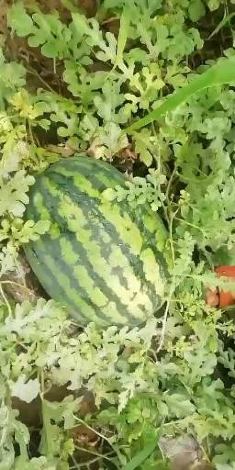 甜王西瓜保熟保甜价格合理，视频看货，诚信代办代发市场
