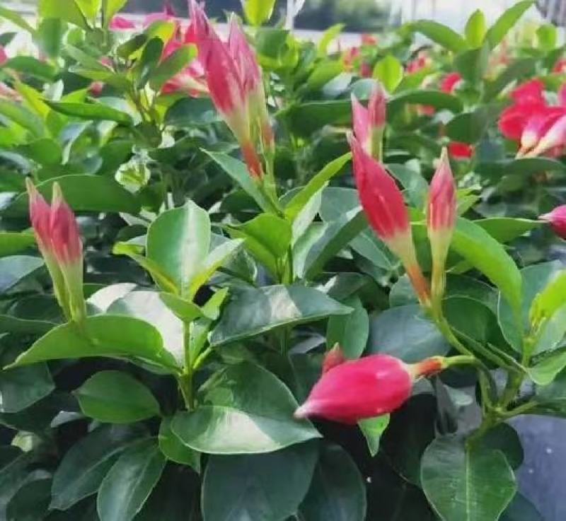 飘香藤带花苞四季开花盆栽爬藤植物花苗基地直发