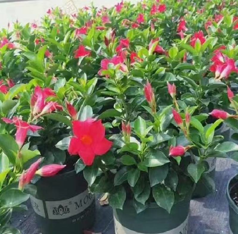 飘香藤带花苞四季开花盆栽爬藤植物花苗基地直发