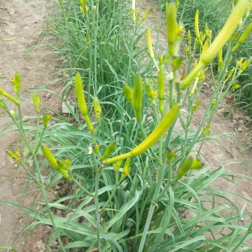 黄花菜有机蔬菜露天无公害