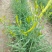 黄花菜有机蔬菜露天无公害