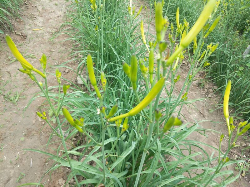 黄花菜有机蔬菜露天无公害