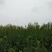黄花菜有机蔬菜露天无公害