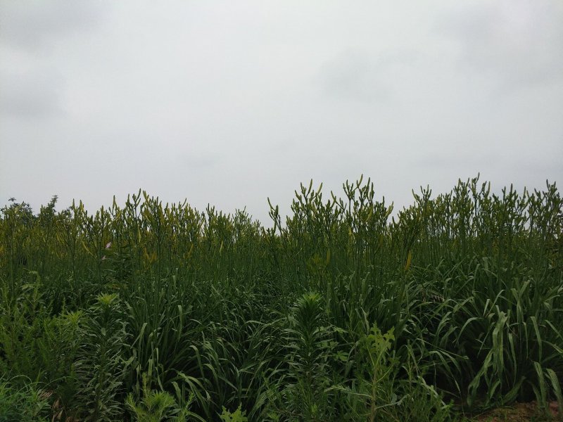 黄花菜有机蔬菜露天无公害