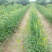 黄花菜有机蔬菜露天无公害