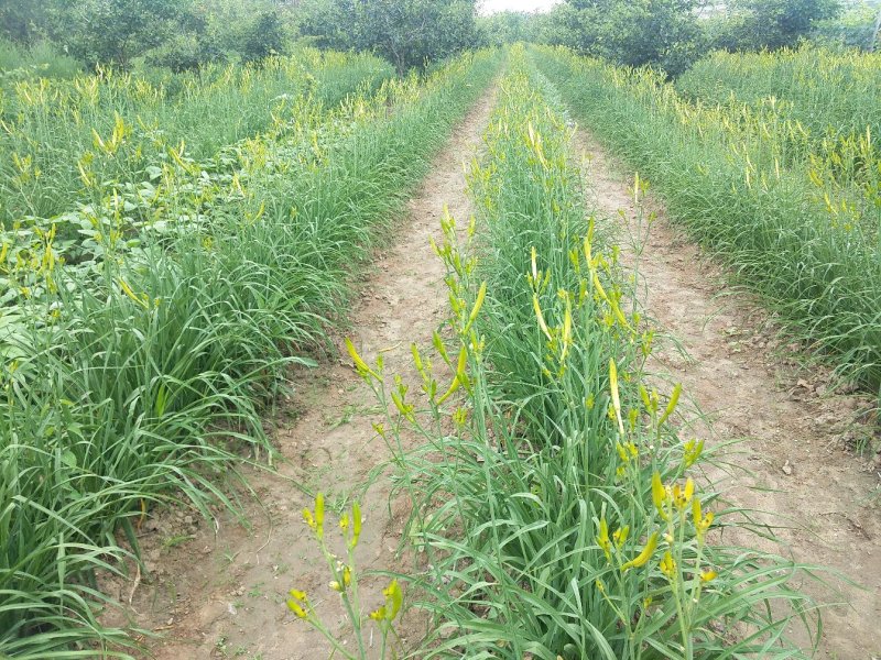 黄花菜有机蔬菜露天无公害