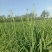 黄花菜有机蔬菜露天无公害