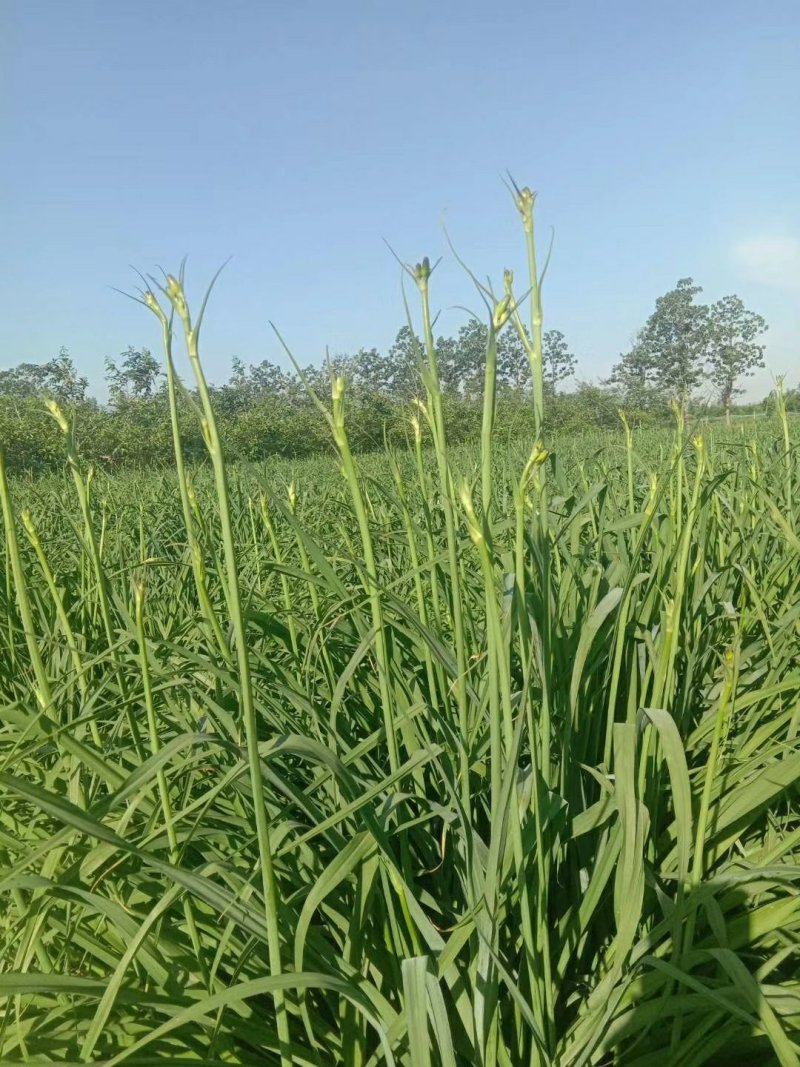 黄花菜有机蔬菜露天无公害