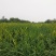 黄花菜有机蔬菜露天无公害