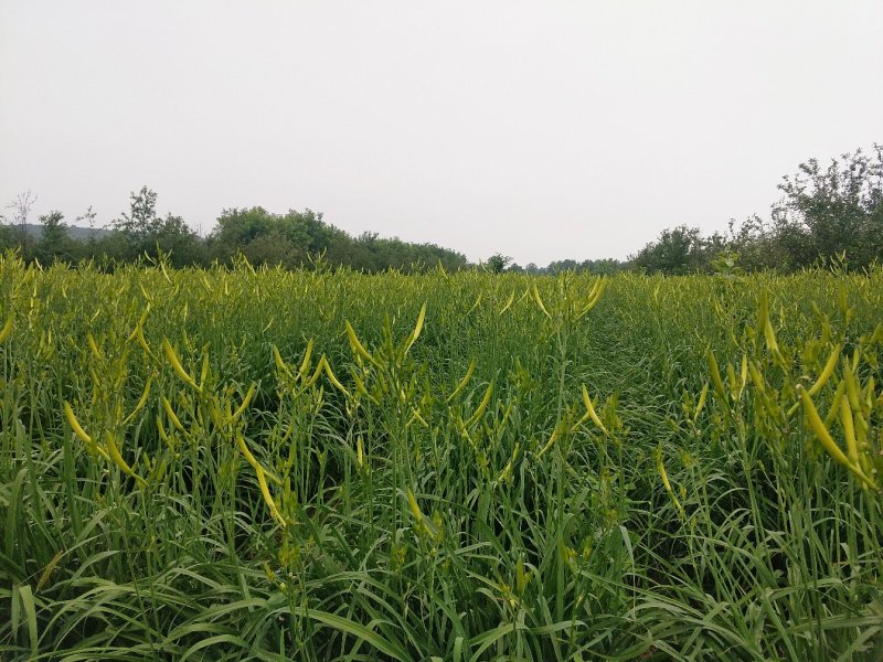 黄花菜有机蔬菜露天无公害