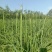 黄花菜有机蔬菜露天无公害