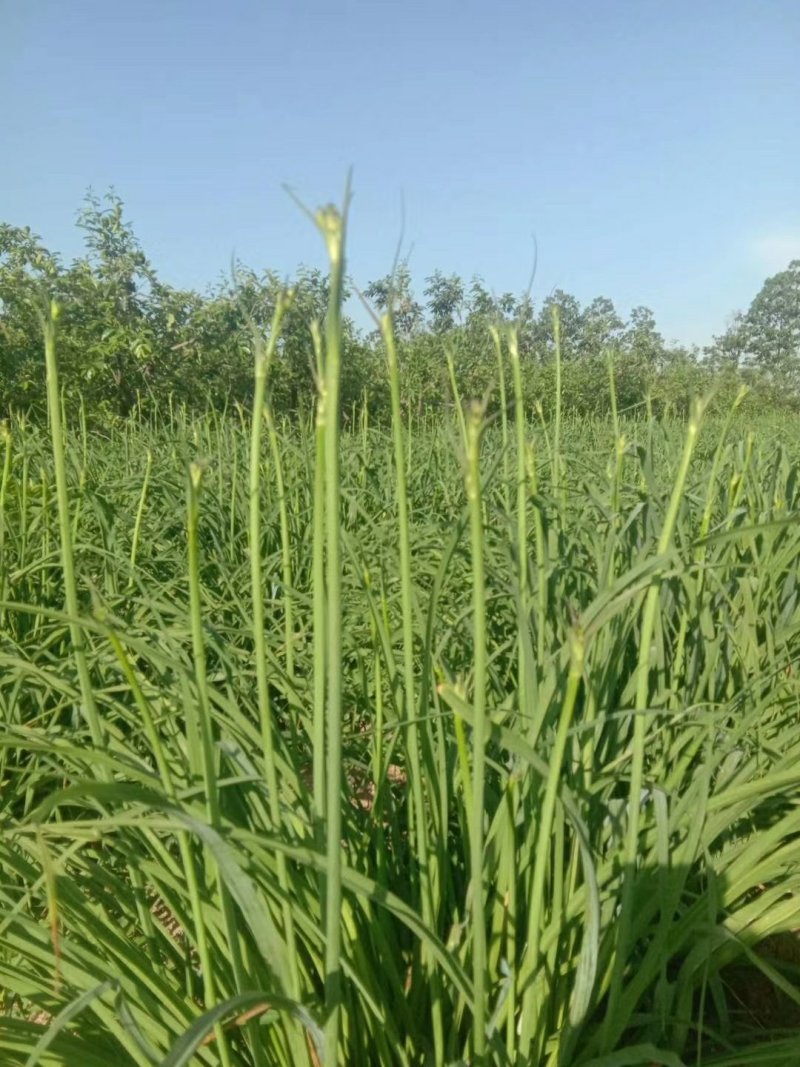 黄花菜有机蔬菜露天无公害