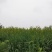 黄花菜有机蔬菜露天无公害