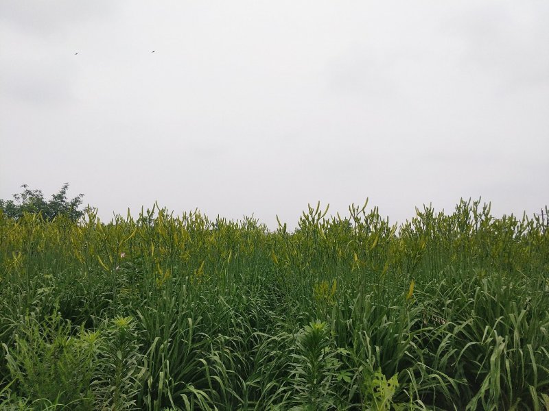 黄花菜有机蔬菜露天无公害